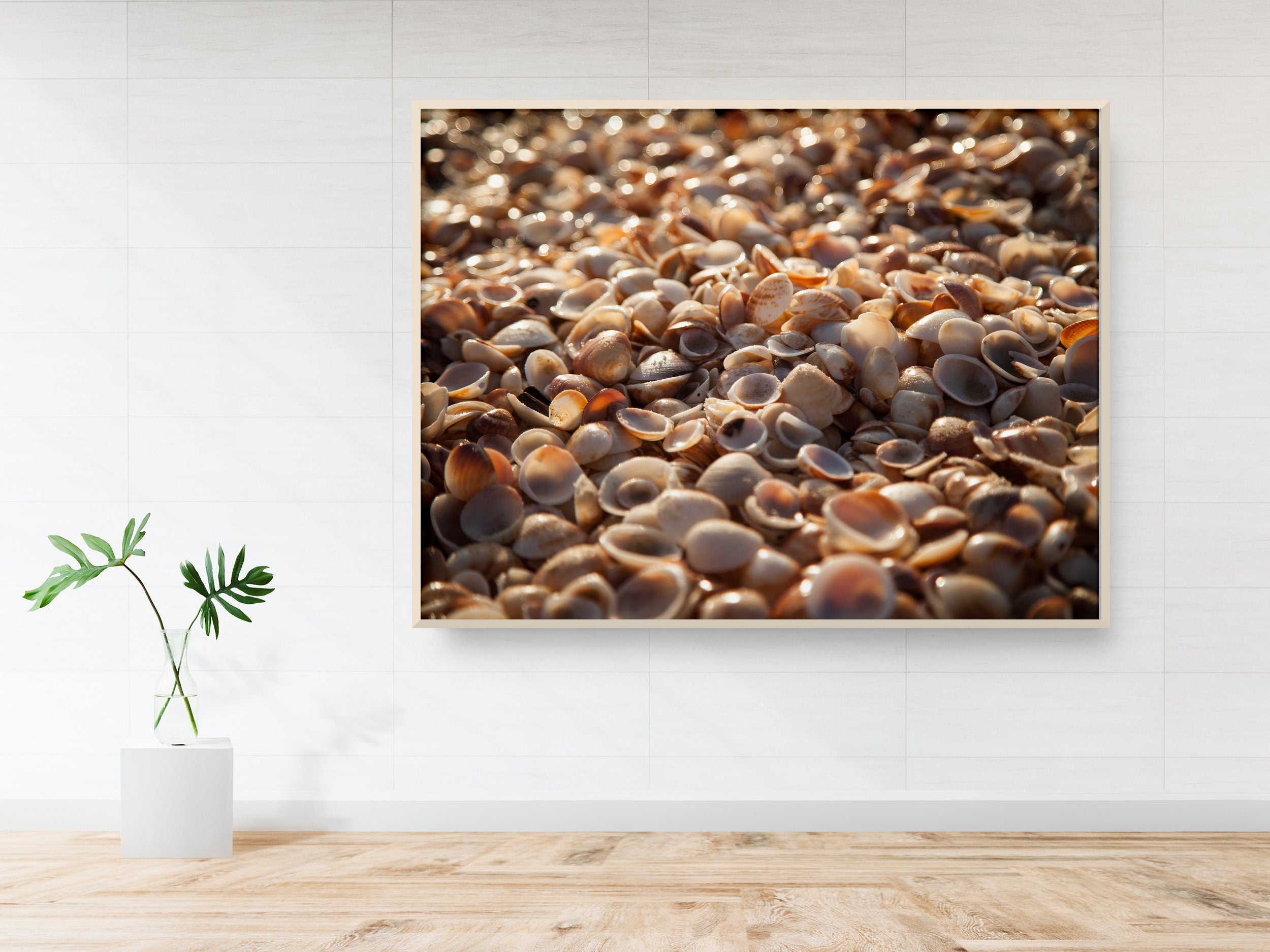 Israeli Sea Shells on Beach Photography — Holy land Seascape