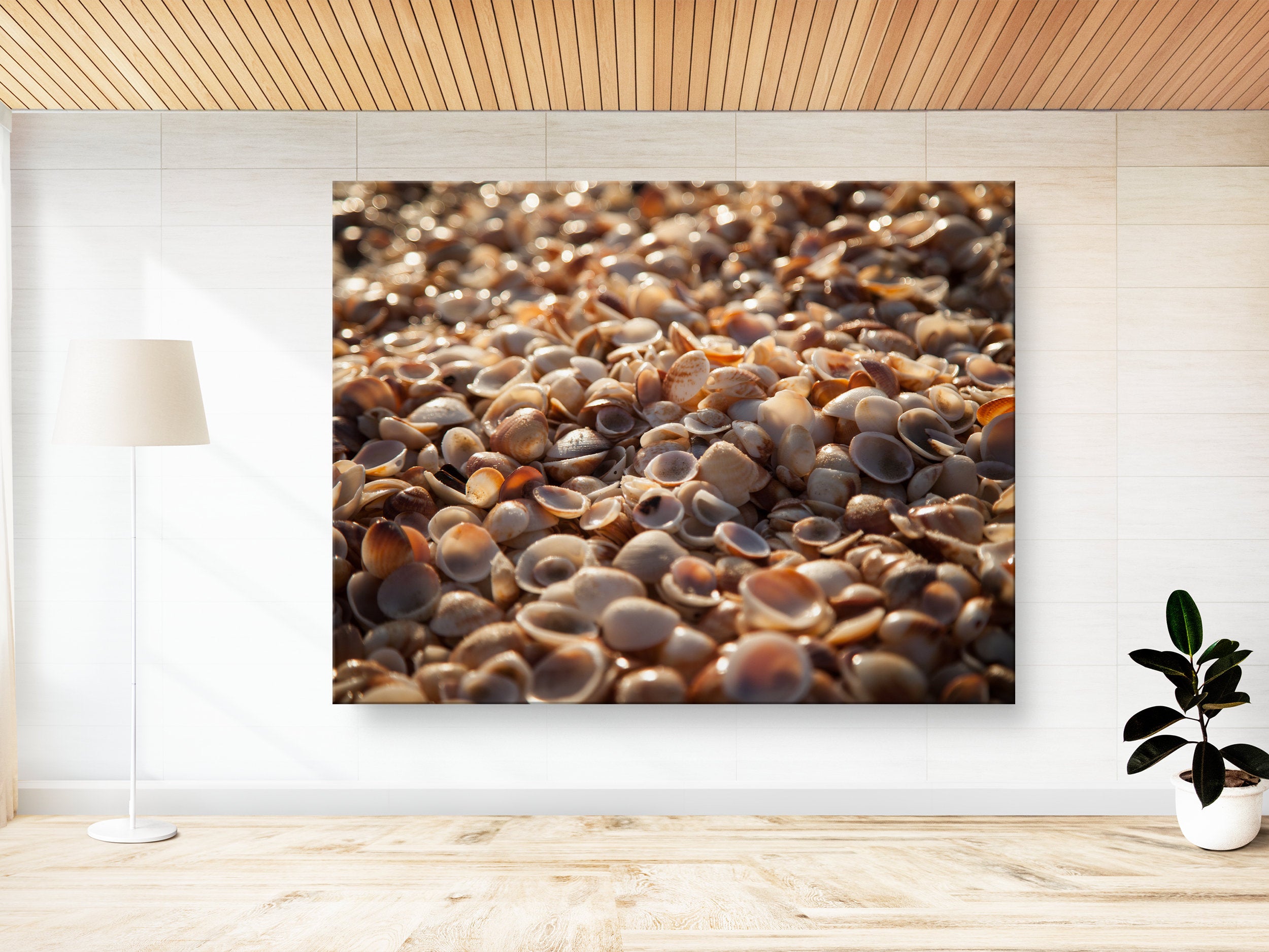 Israeli Sea Shells on Beach Photography — Holy land Seascape