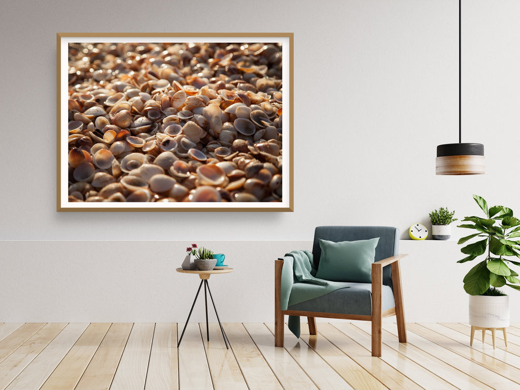 Israeli Sea Shells on Beach Photography — Holy land Seascape