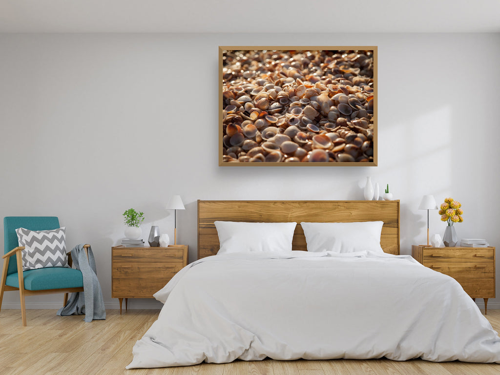 Israeli Sea Shells on Beach Photography — Holy land Seascape