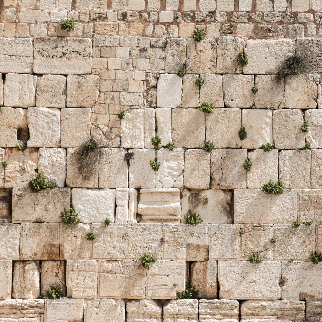 Jewish Kotel Wall Art Print - Green Vegetation on the Western Wall