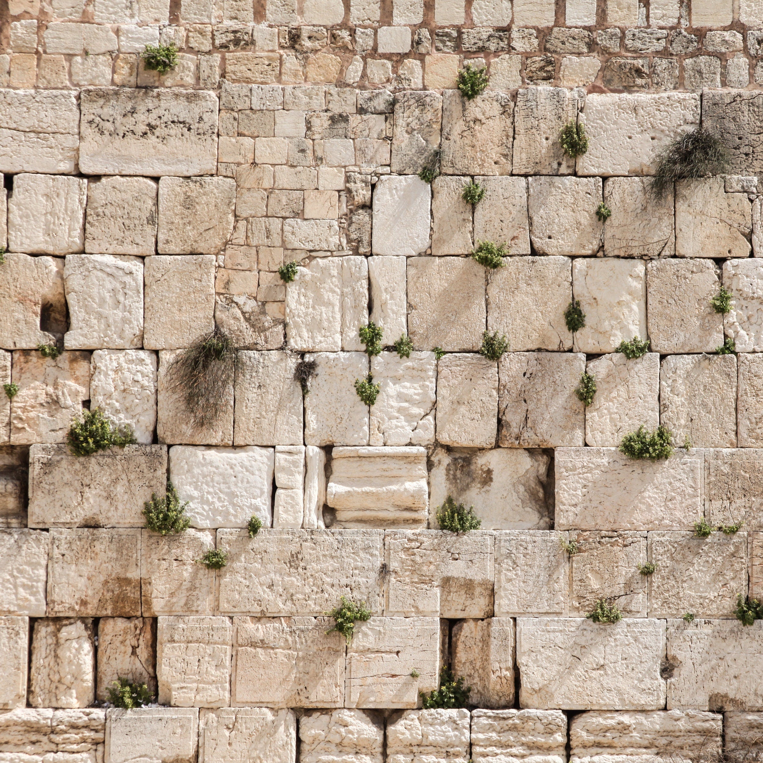 Jewish Kotel Wall Art Print - Green Vegetation on the Western Wall