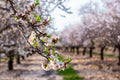 Israel Holy Land Almond Blooming Trees Landscape