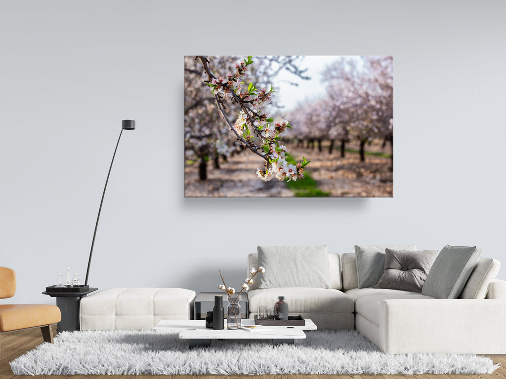 Israel Holy Land Almond Blooming Trees Landscape