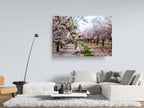 Israel Holy Land Almond Blooming Trees Landscape