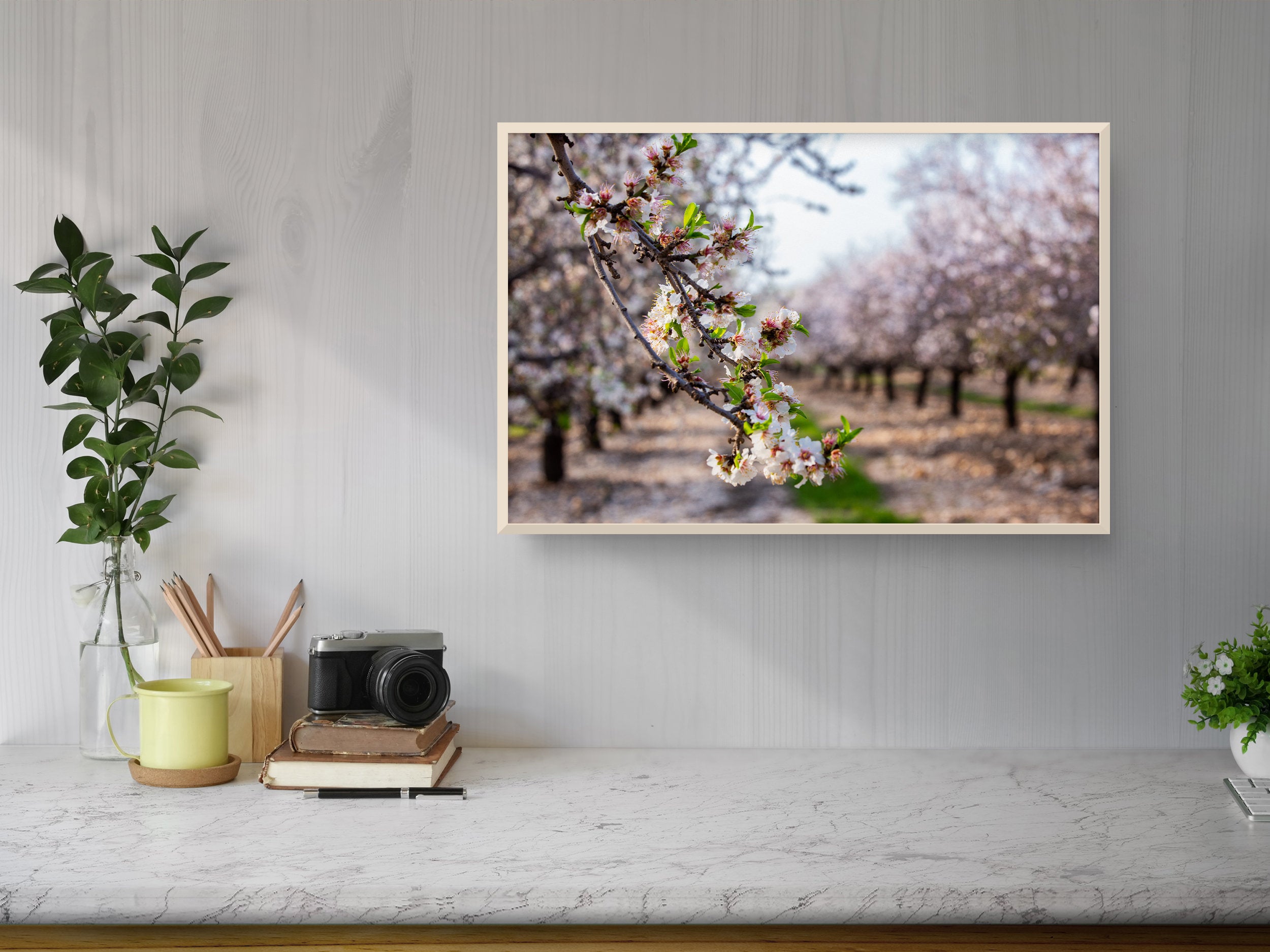 Israel Holy Land Almond Blooming Trees Landscape