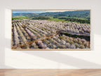 Panoramic Blooming Almond Trees Landscape — Almond Blossom Spring Trees Aerial View