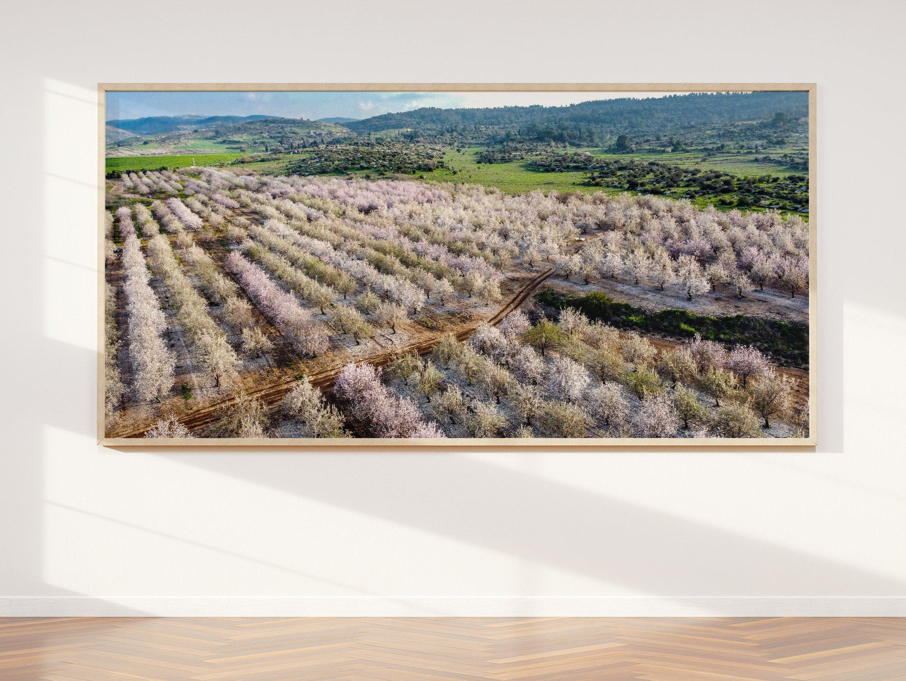 Panoramic Blooming Almond Trees Landscape — Almond Blossom Spring Trees Aerial View