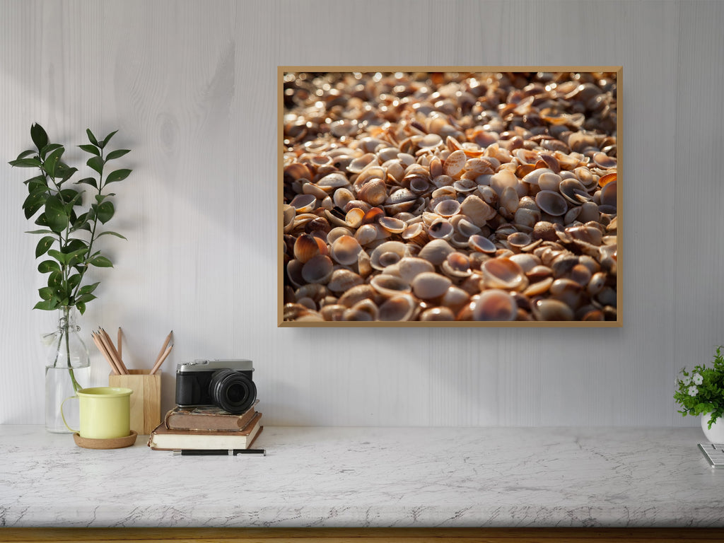 Israeli Sea Shells on Beach Photography — Holy land Seascape