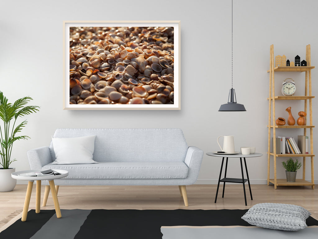 Israeli Sea Shells on Beach Photography — Holy land Seascape