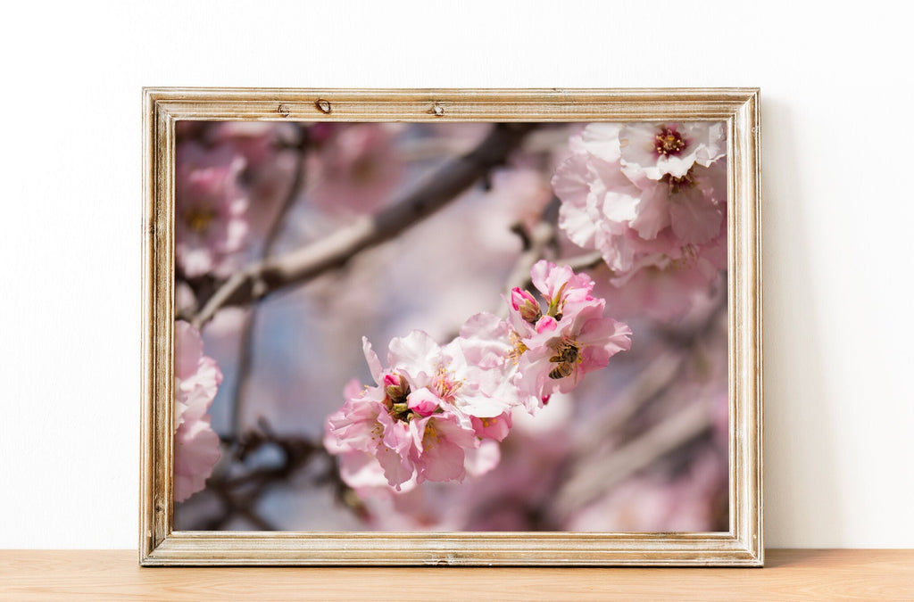 Israeli Holy Land Pink Blooming Almond Tree — Bees Collecting Pollen — Flowers