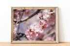 Israeli Holy Land Pink Blooming Almond Tree — Bees Collecting Pollen — Flowers