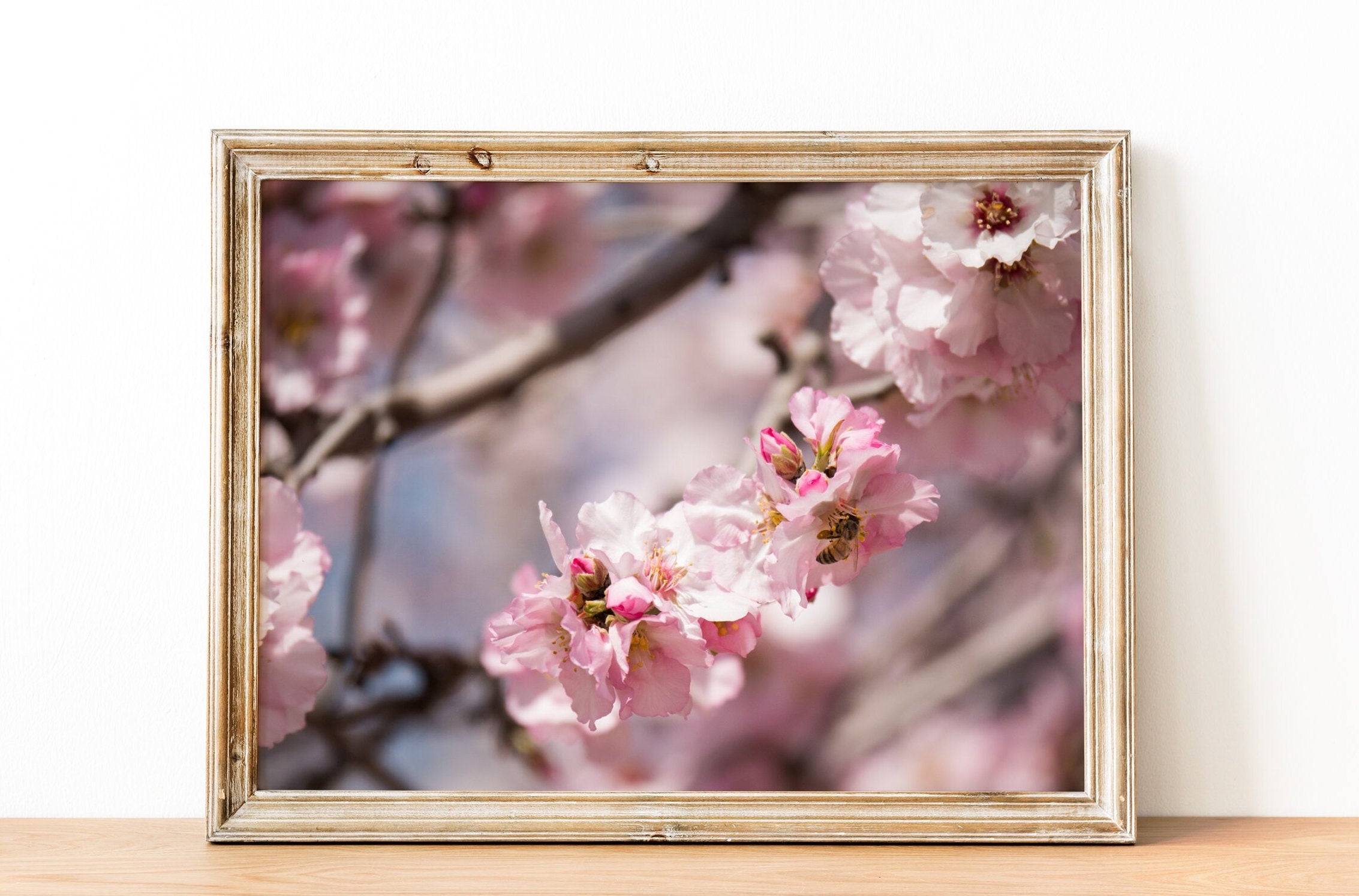 Israeli Holy Land Pink Blooming Almond Tree — Bees Collecting Pollen — Flowers