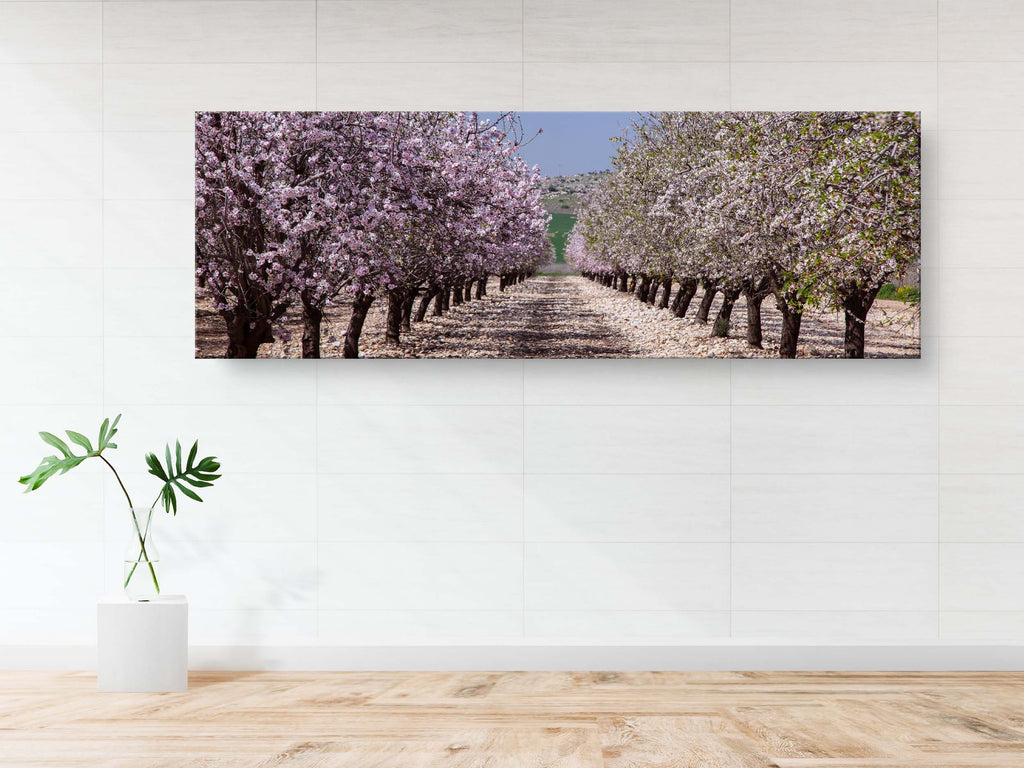 Panoramic Blossom Almond Trees Landscape — Israel Holy Land Nature