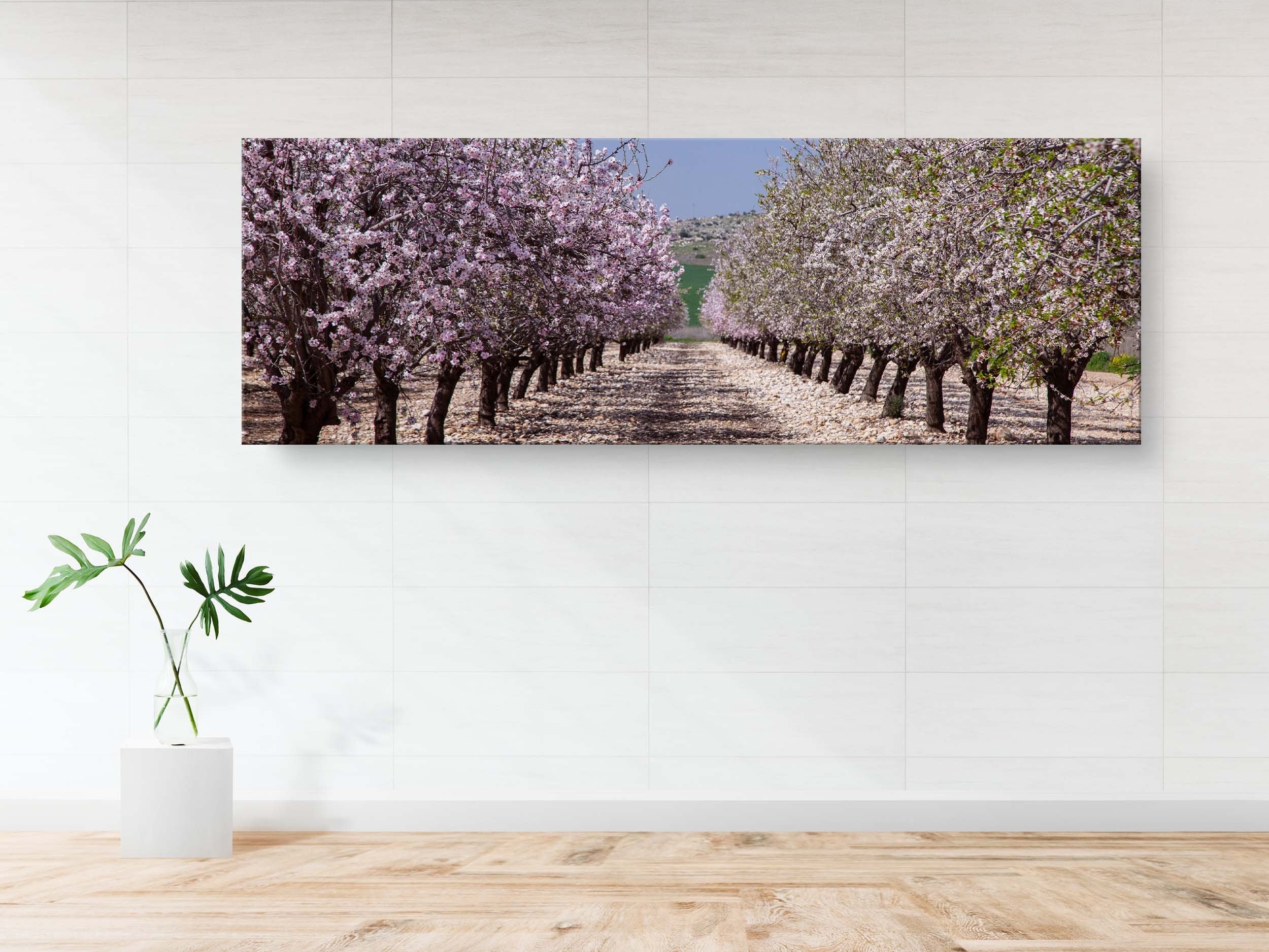 Panoramic Blossom Almond Trees Landscape — Israel Holy Land Nature