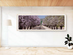 Panoramic Blossom Almond Trees Landscape — Israel Holy Land Nature