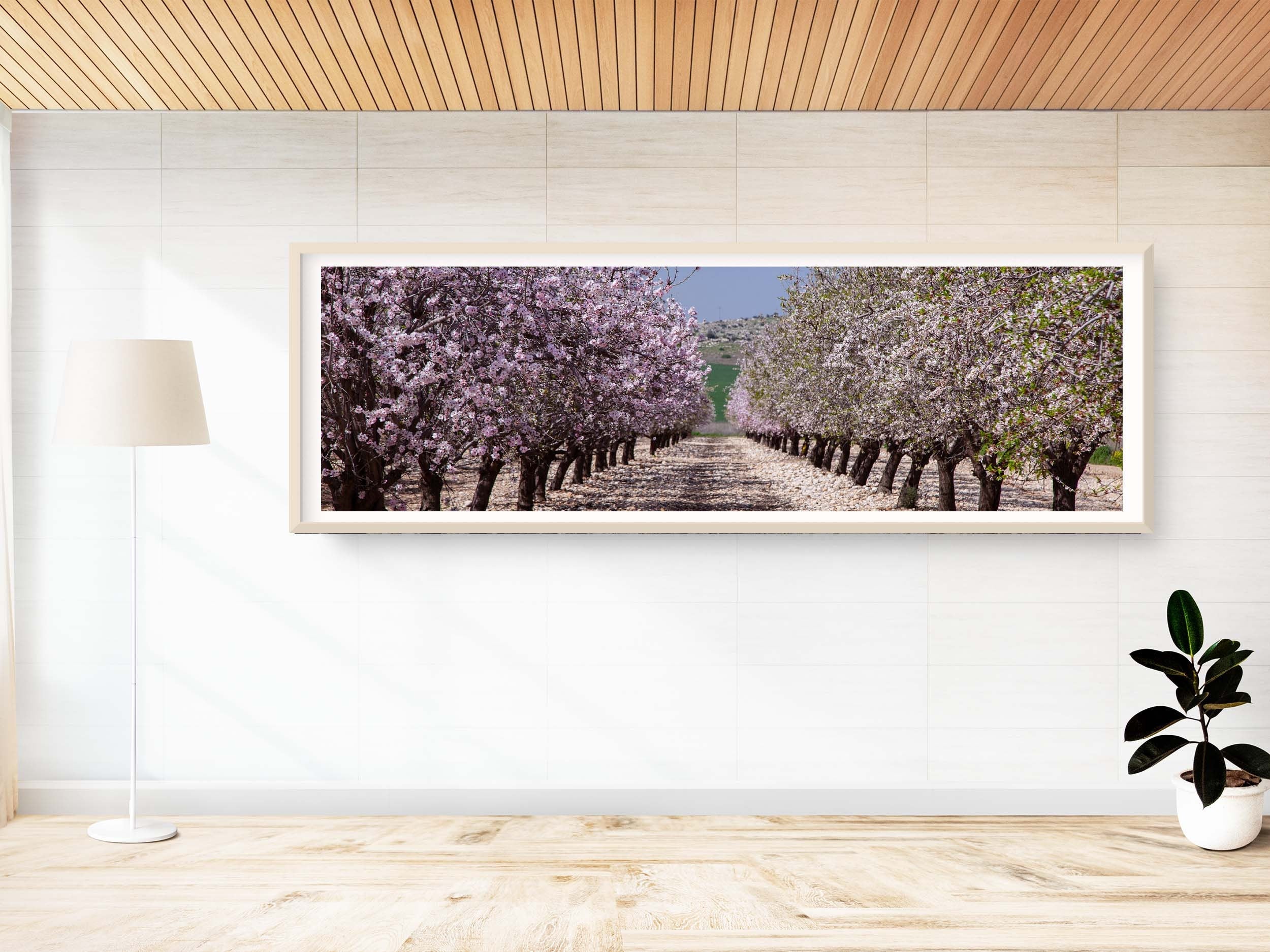 Panoramic Blossom Almond Trees Landscape — Israel Holy Land Nature