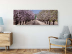 Panoramic Blossom Almond Trees Landscape — Israel Holy Land Nature