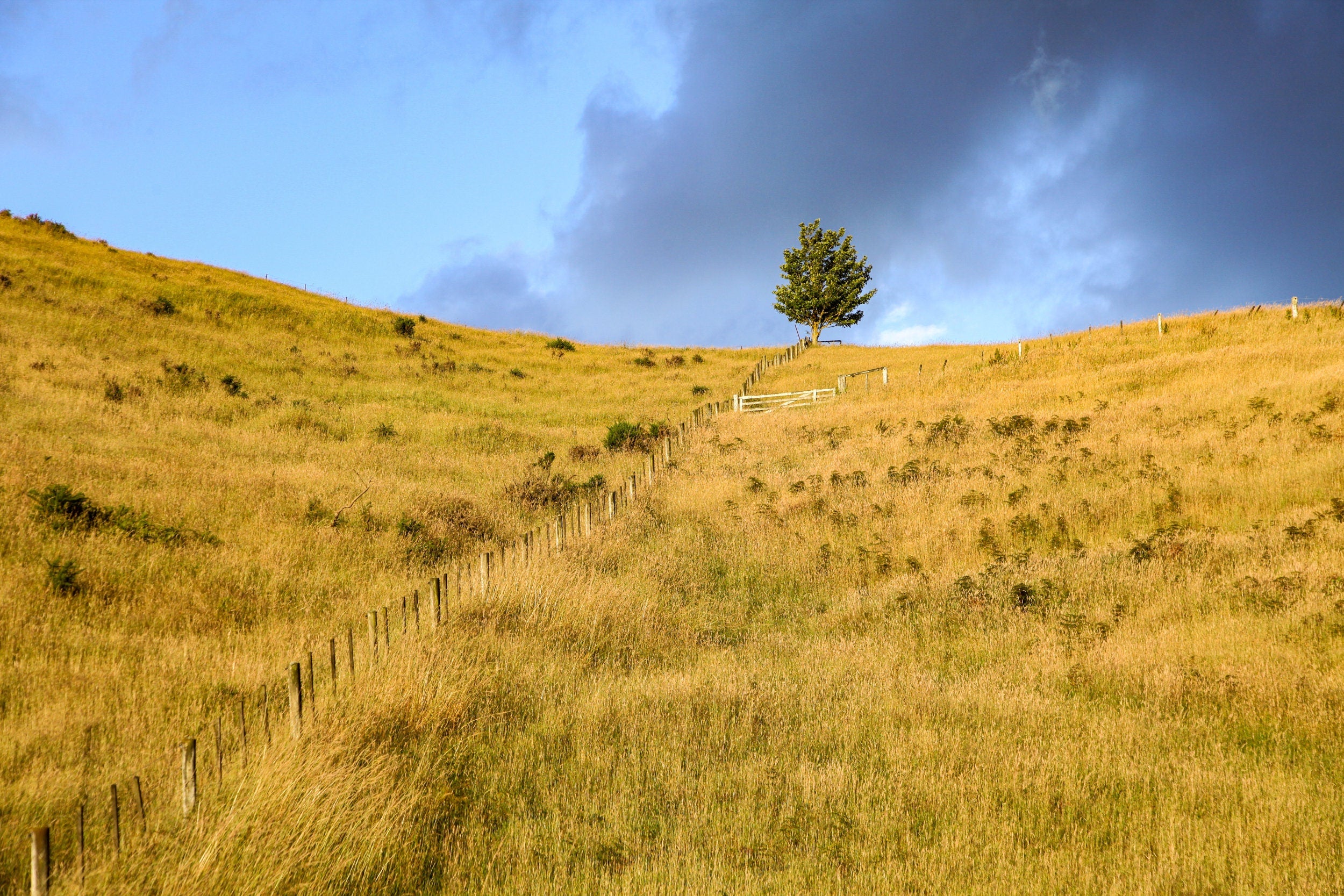 Sunset Scenery Gold Wild Field and Tree — Landscape