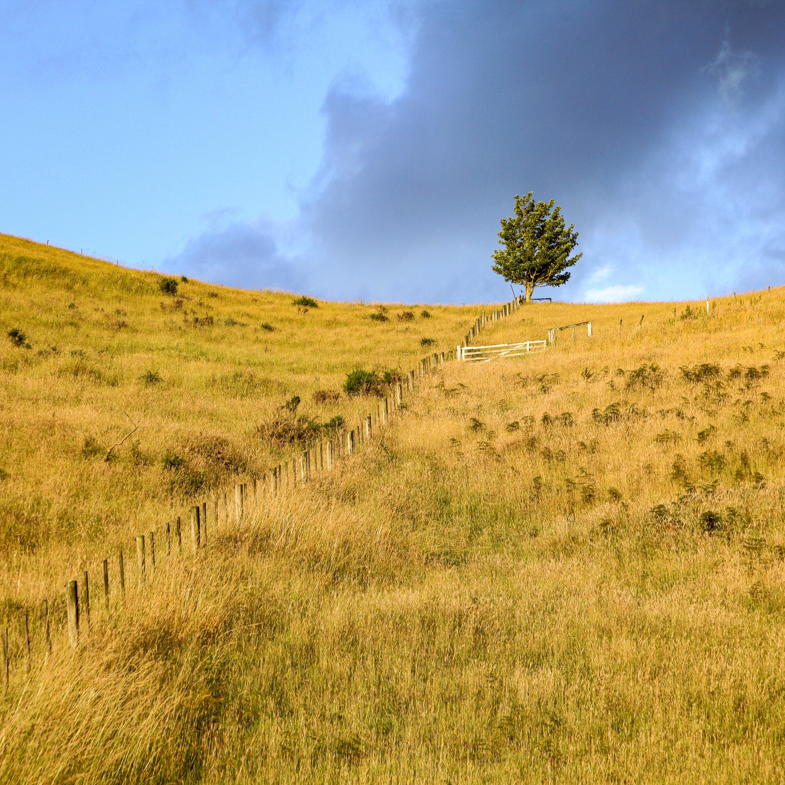 Sunset Scenery Gold Wild Field and Tree — Landscape