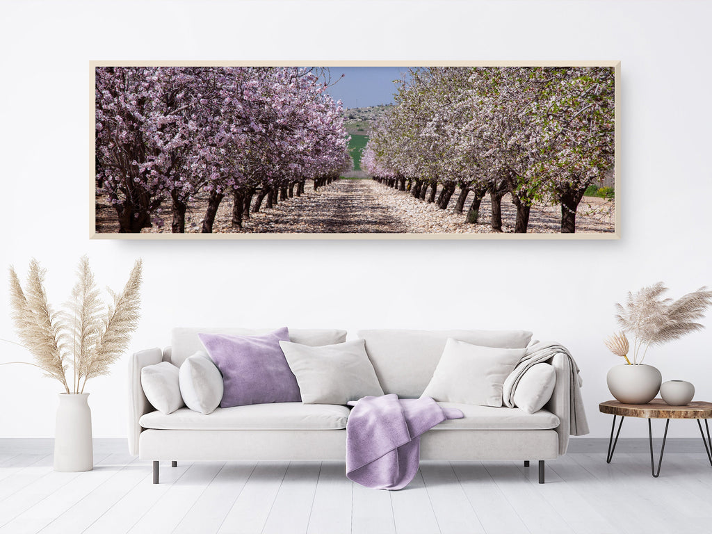Panoramic Blossom Almond Trees Landscape — Israel Holy Land Nature