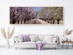 Panoramic Blossom Almond Trees Landscape — Israel Holy Land Nature