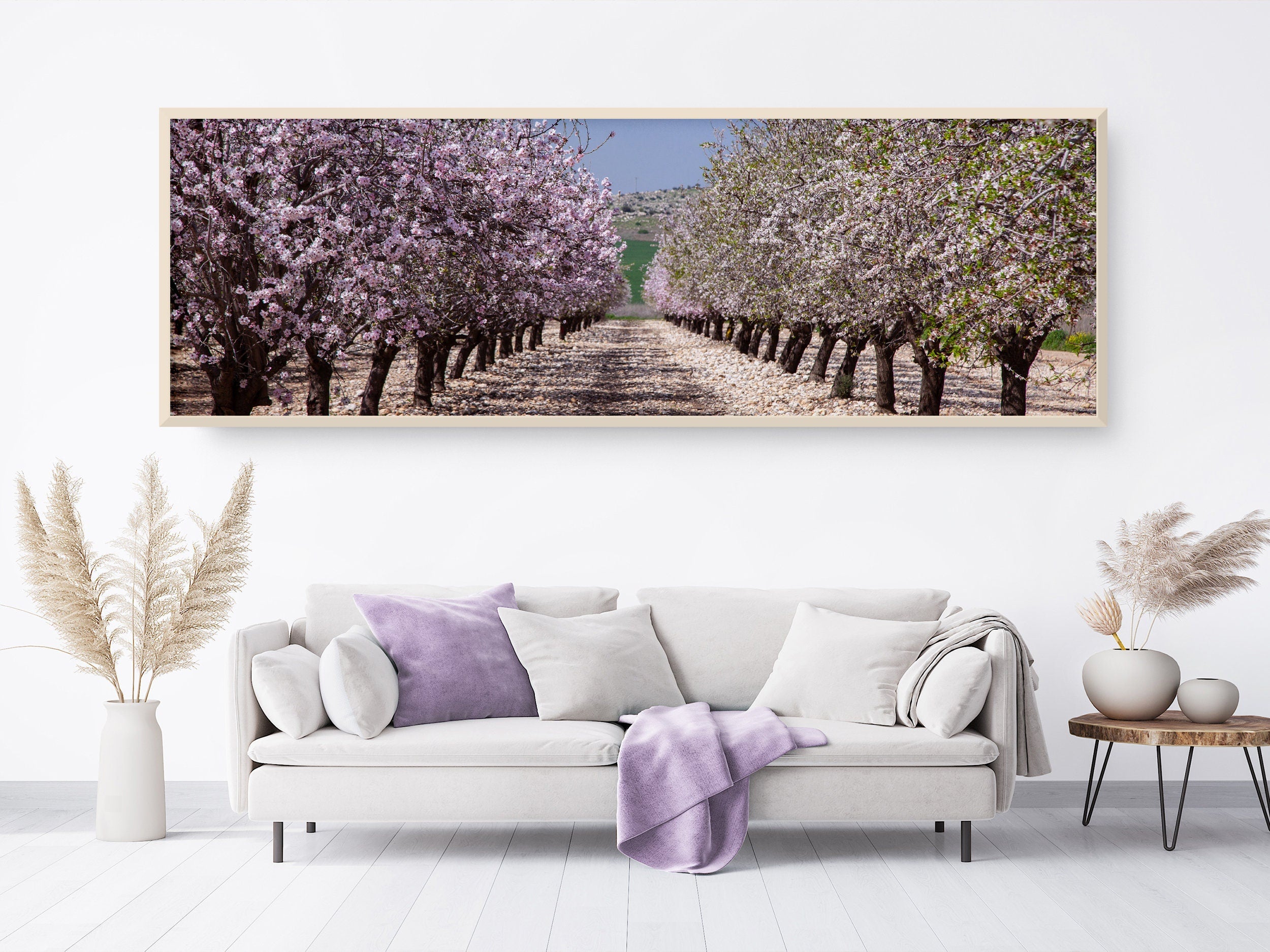 Panoramic Blossom Almond Trees Landscape — Israel Holy Land Nature