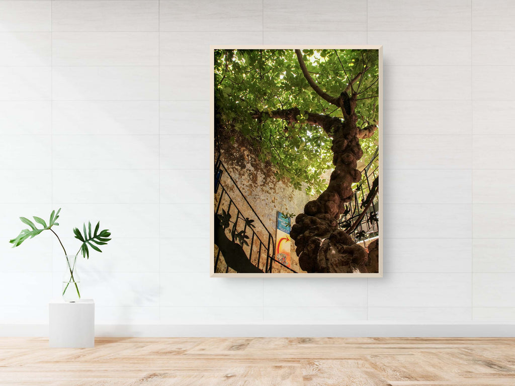 Israeli Holy Land Ancient Fig Tree — Old City Pedestrian Street of Safed — Tzfat