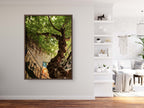 Israeli Holy Land Ancient Fig Tree — Old City Pedestrian Street of Safed — Tzfat