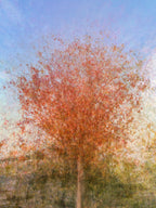 Jerusalem Red Tree Print: Israeli Autumn Impressionist Art