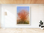 Jerusalem Red Tree Print: Israeli Autumn Impressionist Art