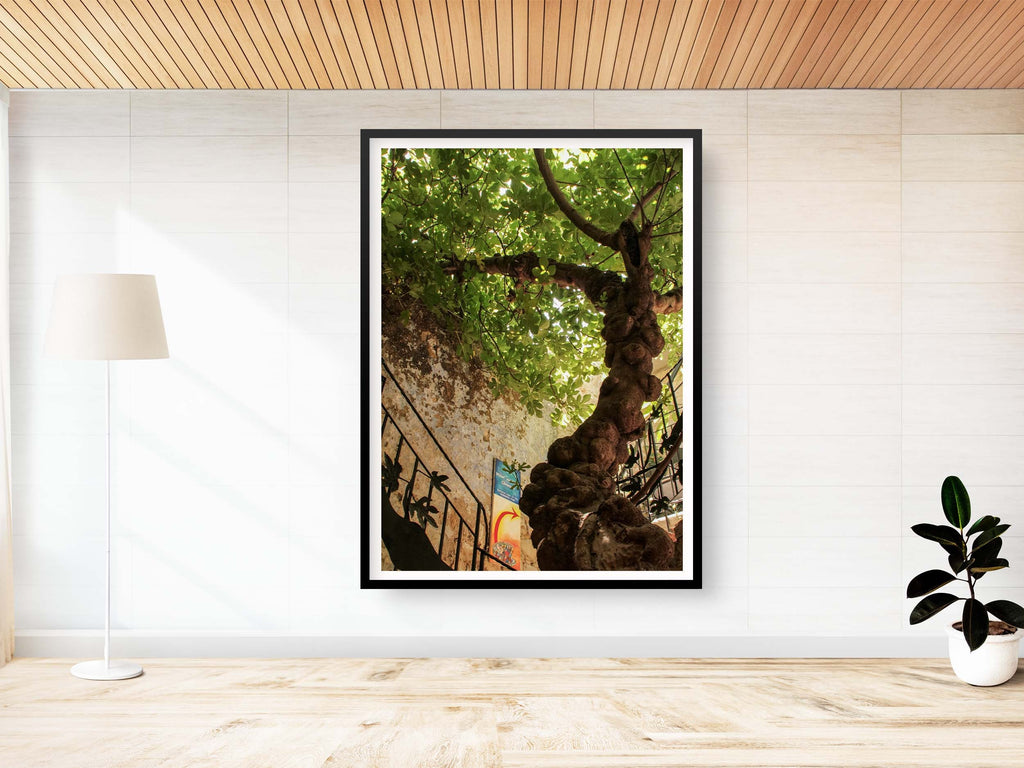 Israeli Holy Land Ancient Fig Tree — Old City Pedestrian Street of Safed — Tzfat