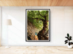 Israeli Holy Land Ancient Fig Tree — Old City Pedestrian Street of Safed — Tzfat