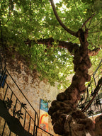 Israeli Holy Land Ancient Fig Tree — Old City Pedestrian Street of Safed — Tzfat