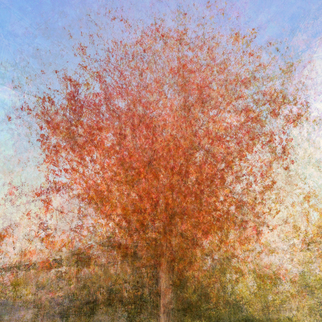 Jerusalem Red Tree Print: Israeli Autumn Impressionist Art