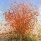 Jerusalem Red Tree Print: Israeli Autumn Impressionist Art