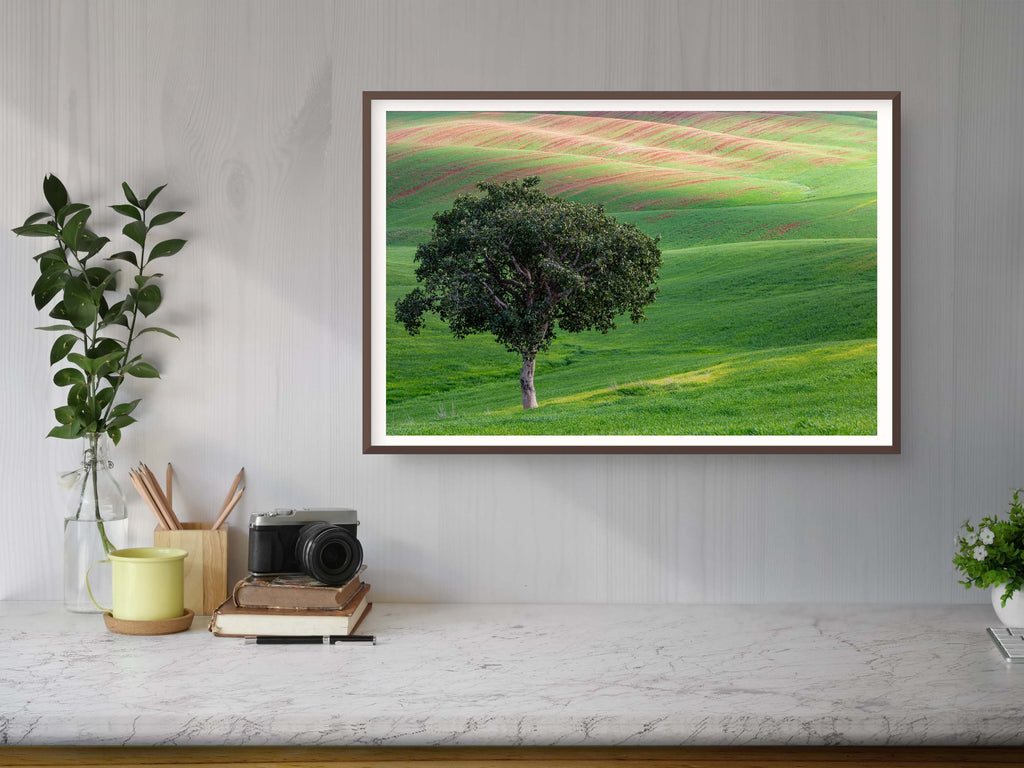 The Lone Tree and the Green Field - Israeli Holy Land Country at Bitronot Ruhama