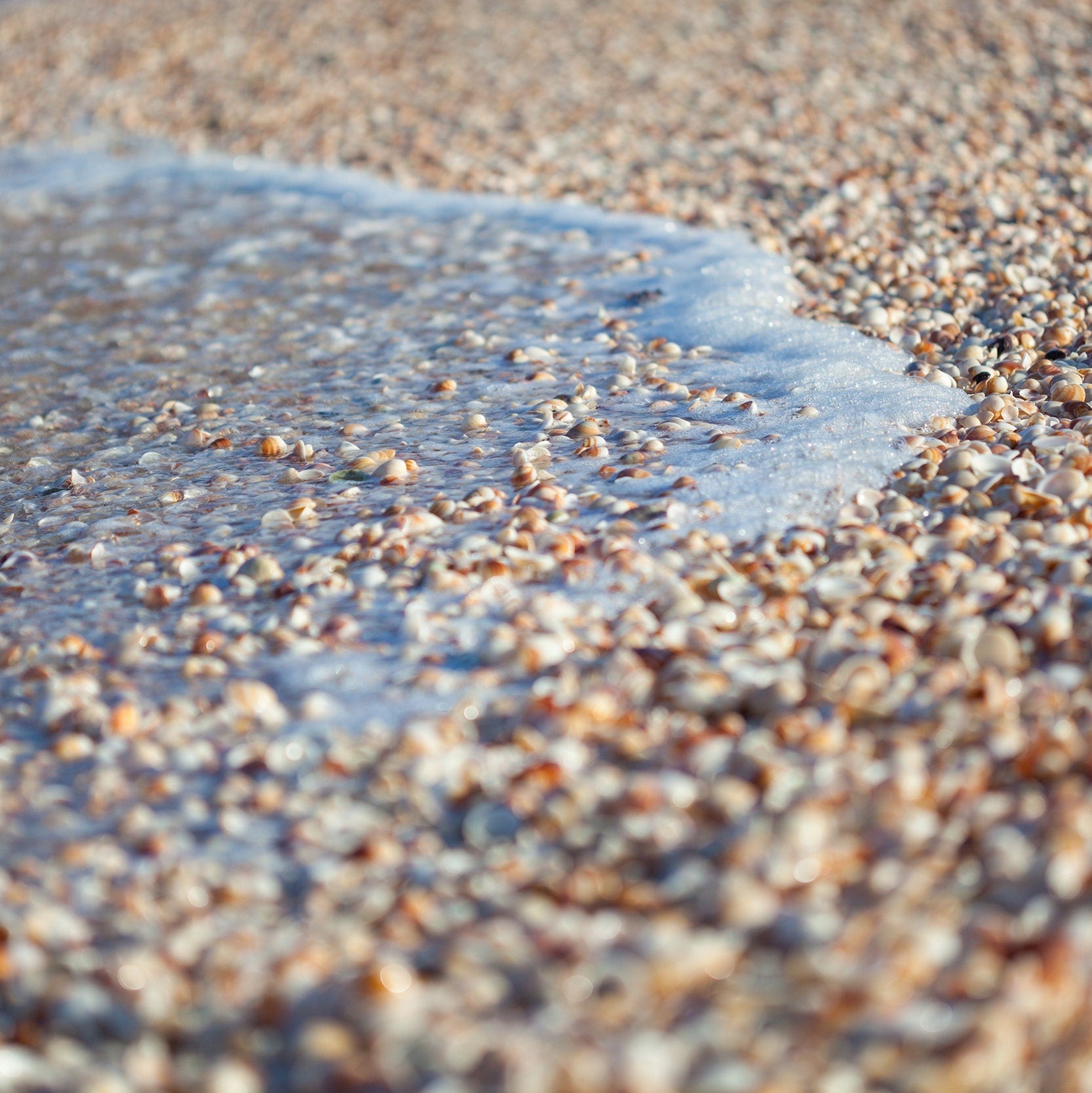 Wave and Shells Israeli Holy Land Beach Coastal Photography