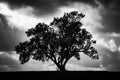The Tree, the Dramatic Sky and the Swing — Black and White Israeli Holy Land Country