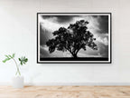 The Tree, the Dramatic Sky and the Swing — Black and White Israeli Holy Land Country