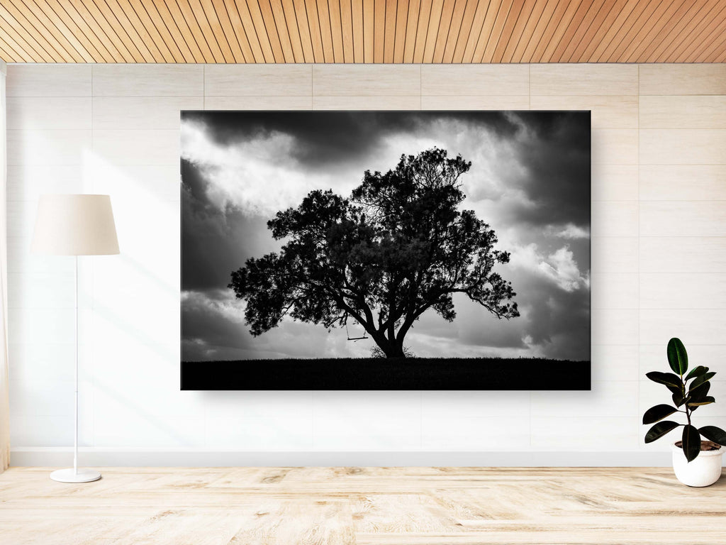 The Tree, the Dramatic Sky and the Swing — Black and White Israeli Holy Land Country