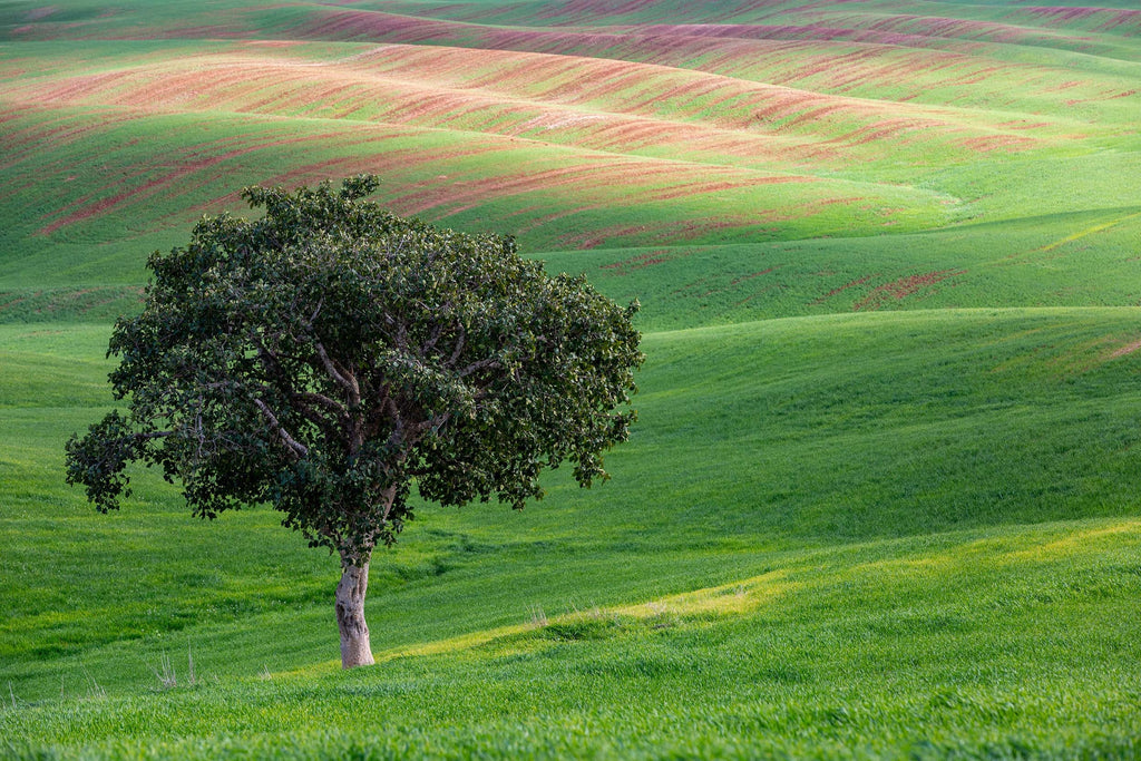 The Lone Tree and the Green Field - Israeli Holy Land Country at Bitronot Ruhama