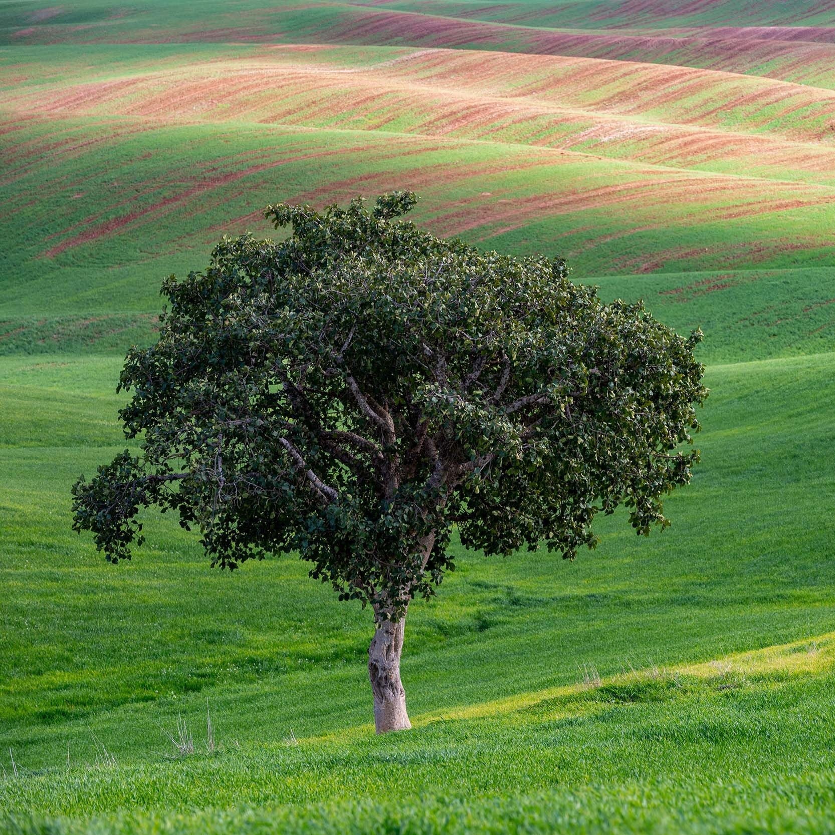 The Lone Tree and the Green Field - Israeli Holy Land Country at Bitronot Ruhama