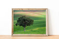 The Lone Tree and the Green Field - Israeli Holy Land Country at Bitronot Ruhama