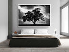 The Tree, the Dramatic Sky and the Swing — Black and White Israeli Holy Land Country