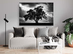 The Tree, the Dramatic Sky and the Swing — Black and White Israeli Holy Land Country