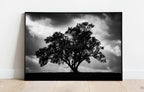 The Tree, the Dramatic Sky and the Swing — Black and White Israeli Holy Land Country