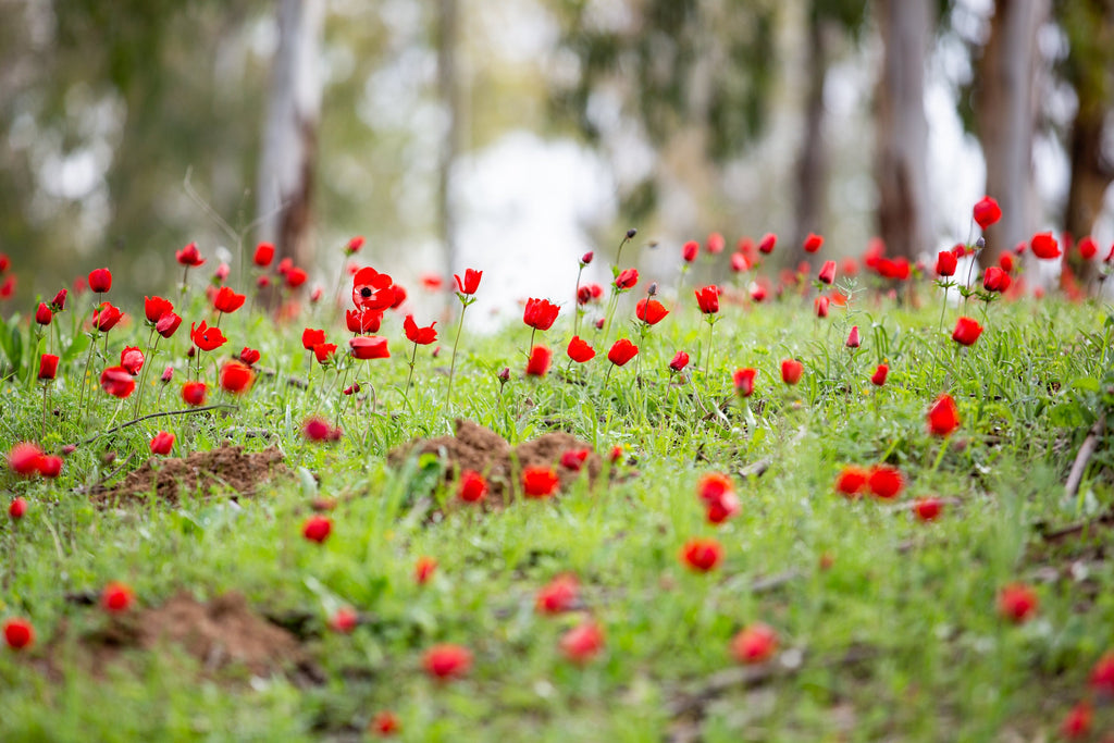 Red Wild Anemone Flowers and Trees — Israeli Holy Land Country