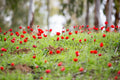 Red Wild Anemone Flowers and Trees — Israeli Holy Land Country