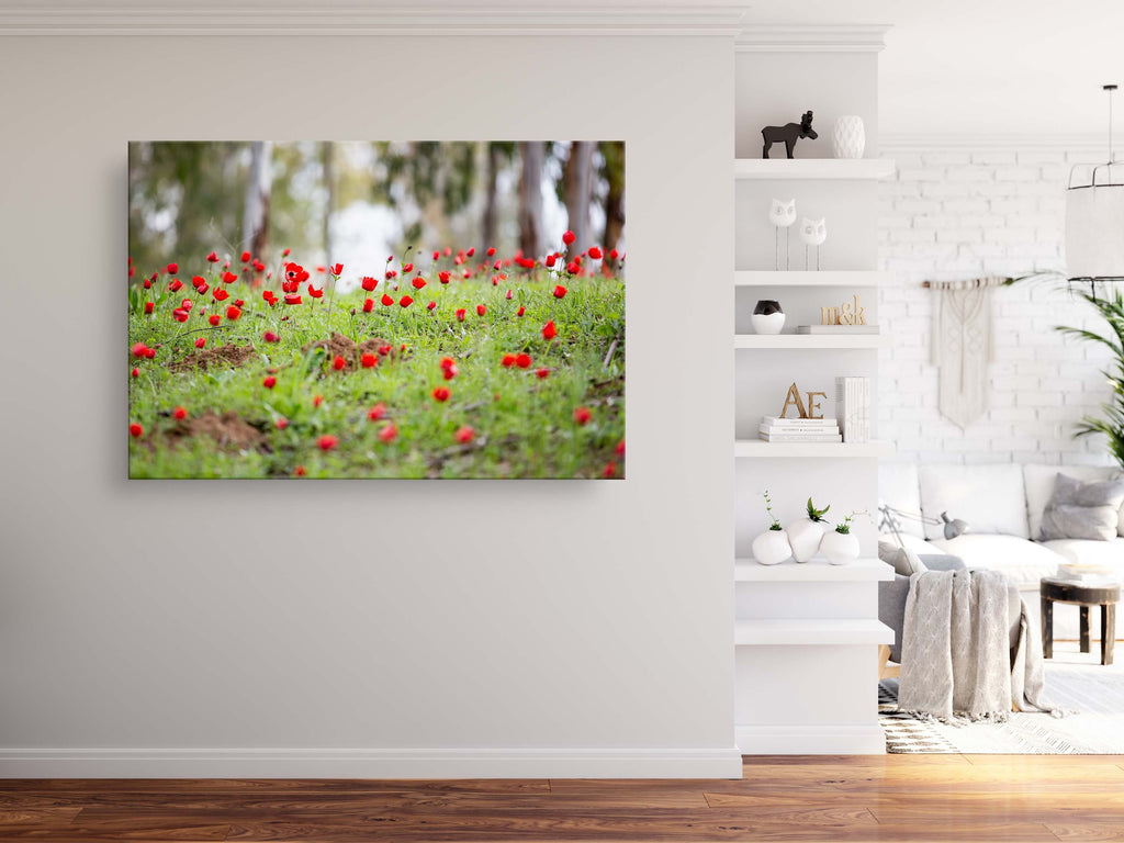 Red Wild Anemone Flowers and Trees — Israeli Holy Land Country